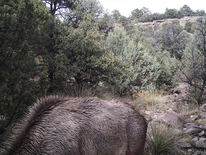 There's A Mountain Lion Stalking An Elk